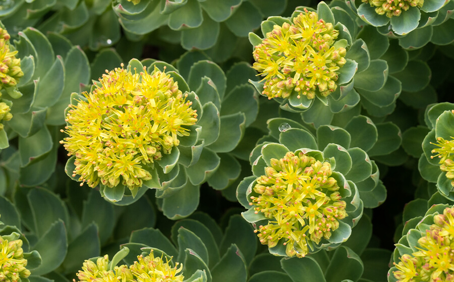 Rhodiola rosea